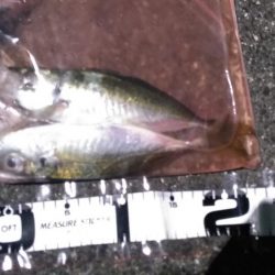 谷川漁港ゴロタ周辺を調査しました。