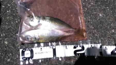 谷川漁港ゴロタ周辺を調査しました。