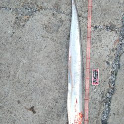 今期3匹目のドラゴン