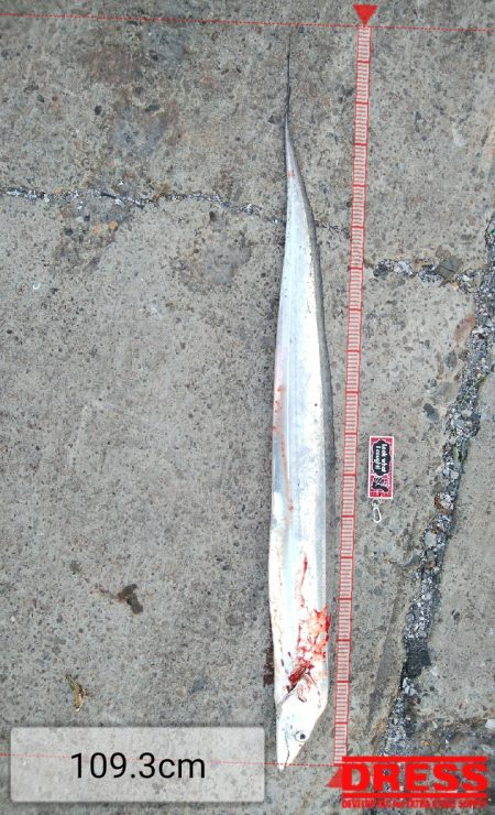 今期3匹目のドラゴン