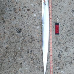 タチウオ数減ってきた