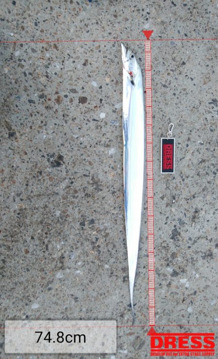 タチウオ数減ってきた