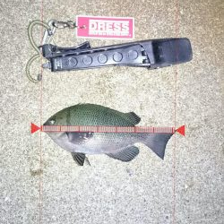 短時間メバリング