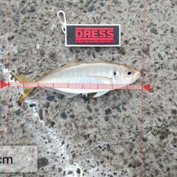 アジ◎　タチウオ✖