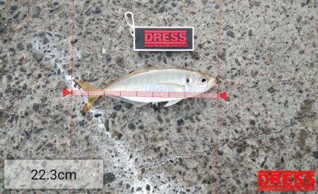 アジ◎　タチウオ✖