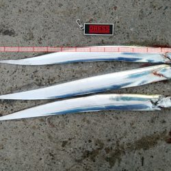 最湾奥ポイント釣行