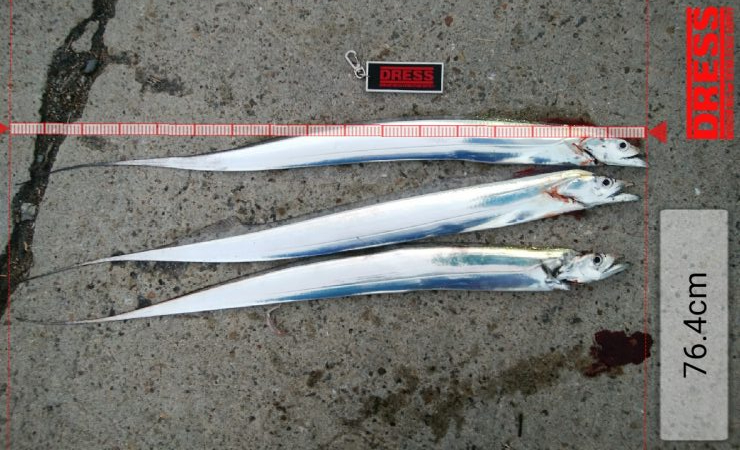 最湾奥ポイント釣行