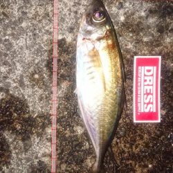 サビキでナイスアジ
