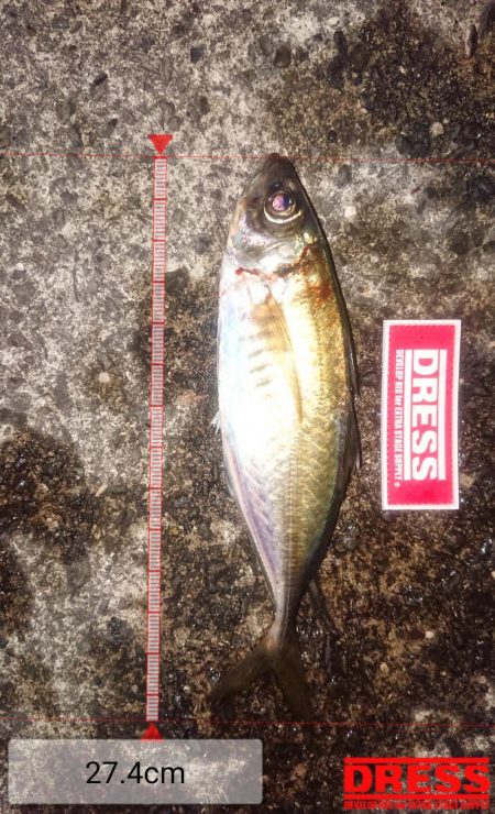 サビキでナイスアジ