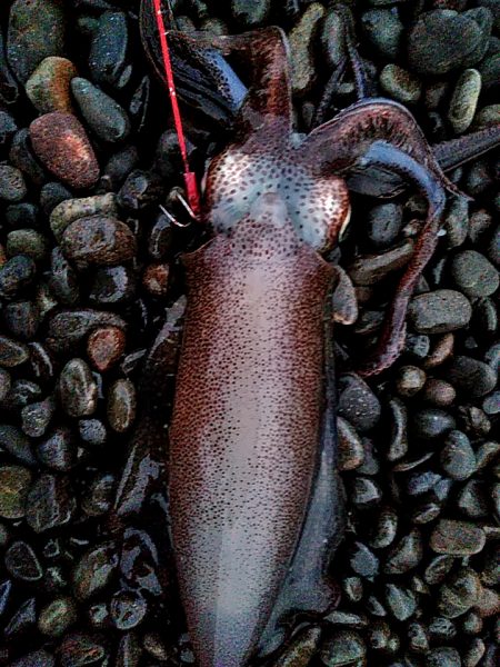 当たりは　多いですが、小型ばかりでした！！…