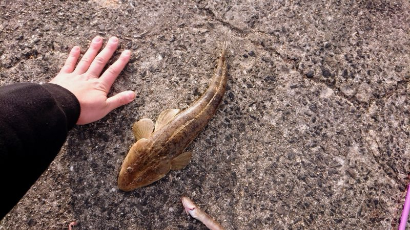 日曜日のんびり釣り