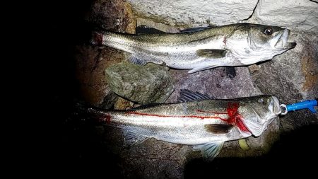 シーバスゲット