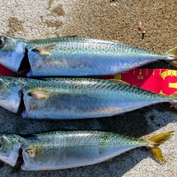 サバ サバ サバ