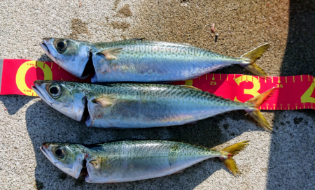 サバ サバ サバ