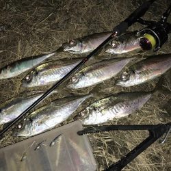 中アジ一本勝負