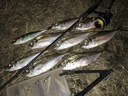 中アジ一本勝負