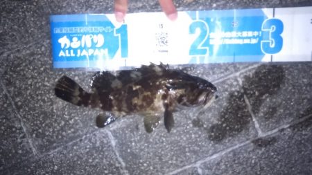 11月最後の釣り