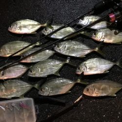 雨の中、強行アジング