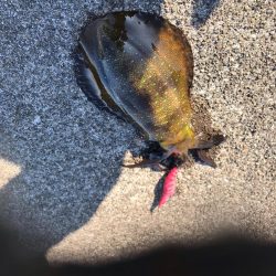 １２月でもまだまだエギングでアオリイカ釣れます