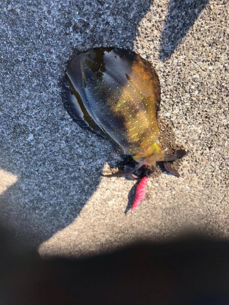 １２月でもまだまだエギングでアオリイカ釣れます