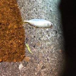 アジングでアジとエギングでアオリイカの釣果