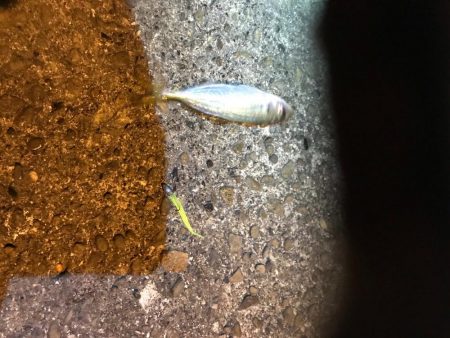 アジングでアジとエギングでアオリイカの釣果