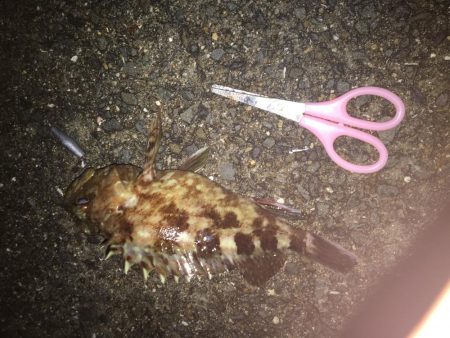 ちょいデカガシラ