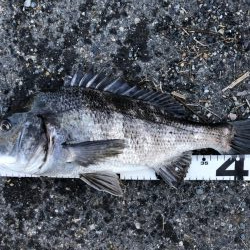 イチノ兄弟、釣果！