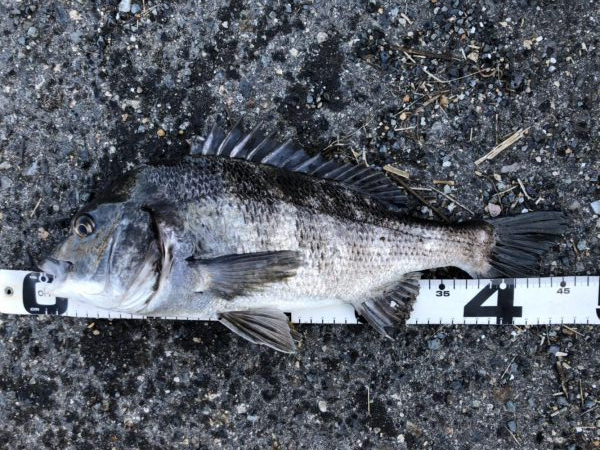 イチノ兄弟、釣果！