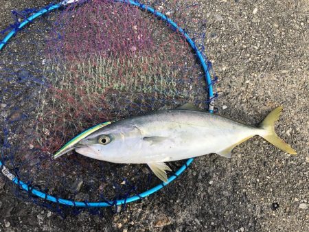 まだまだ青物！