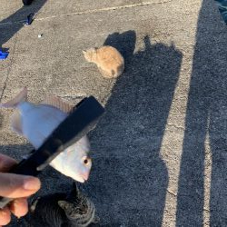 今年ラストの紀州釣り