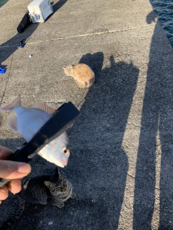 今年ラストの紀州釣り