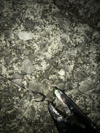 12月20日大サバ狙い