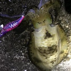 今シーズン初 メバプラッキングのはずが…