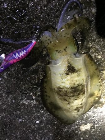 今シーズン初 メバプラッキングのはずが…