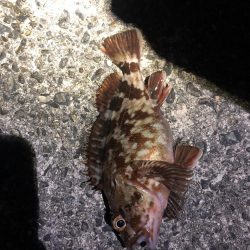 坊主逃れガシラ！