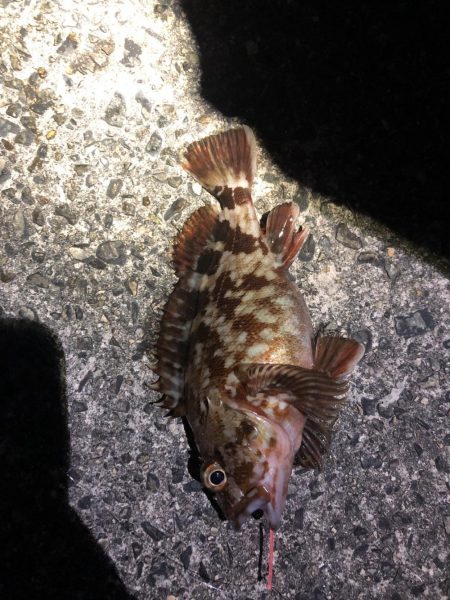 坊主逃れガシラ！