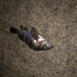 ひさびさメバル