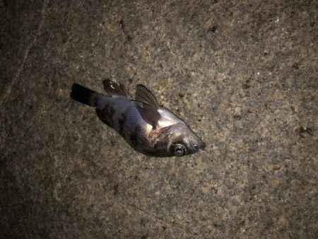 ひさびさメバル