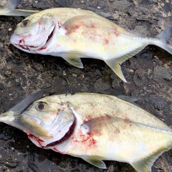 ヤズ狙いでメッキ好調