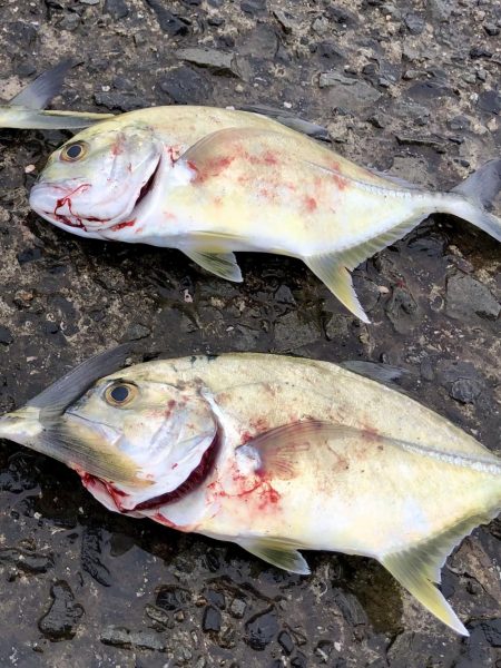 ヤズ狙いでメッキ好調