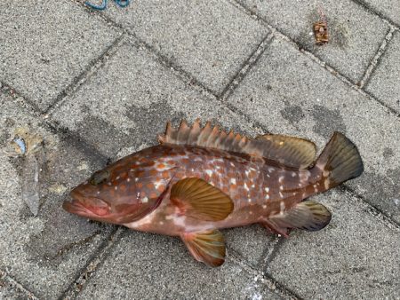 この時期に太刀魚つ抜け　