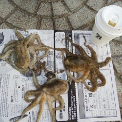 1日でキスの型が・・・