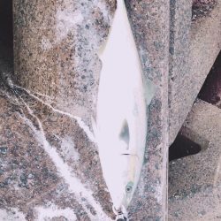 朝まずめの寒ブリ