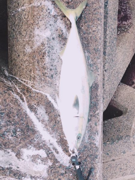 朝まずめの寒ブリ