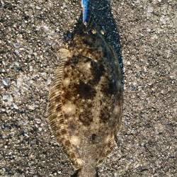 ヒラメ釣れました