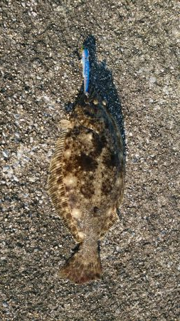 ヒラメ釣れました