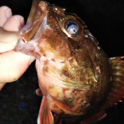 タチウオゲット