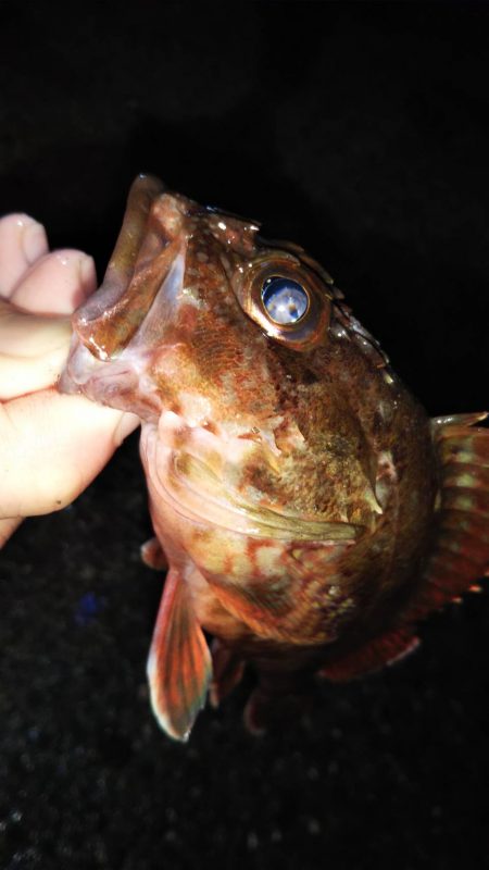 タチウオゲット