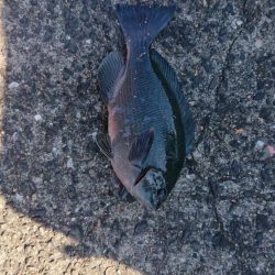 日曜日のんびり釣り